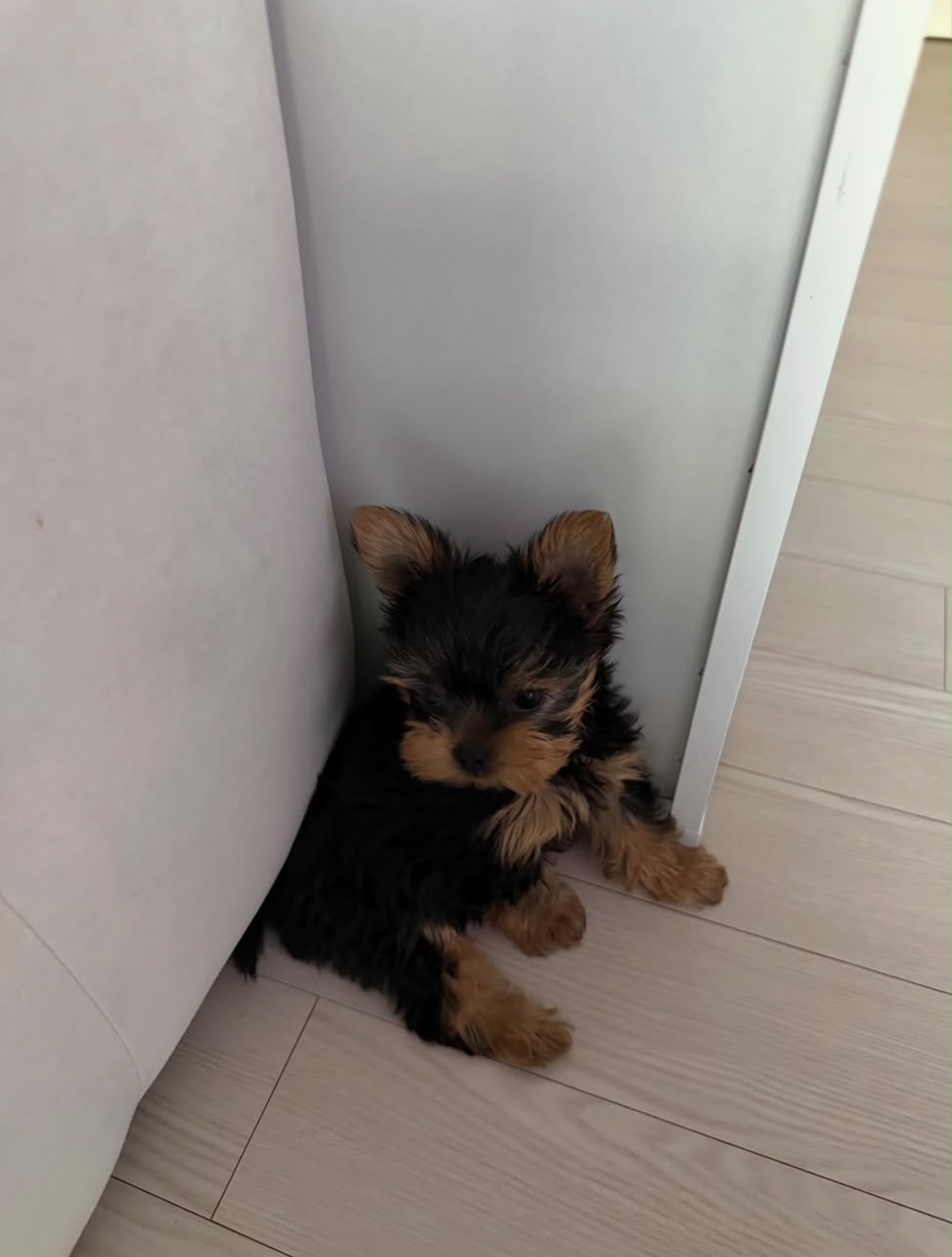 Ella 2