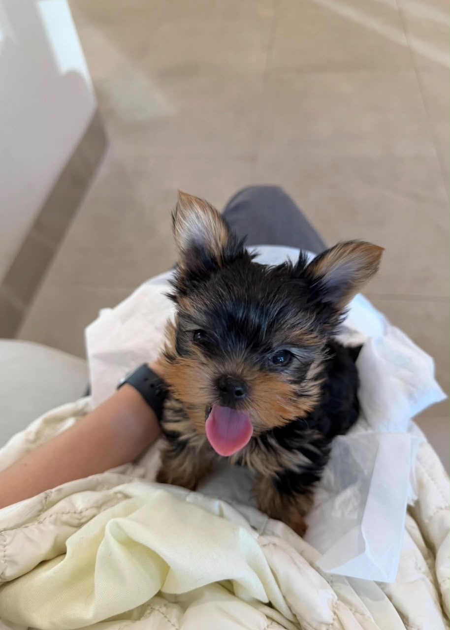 Ella 1